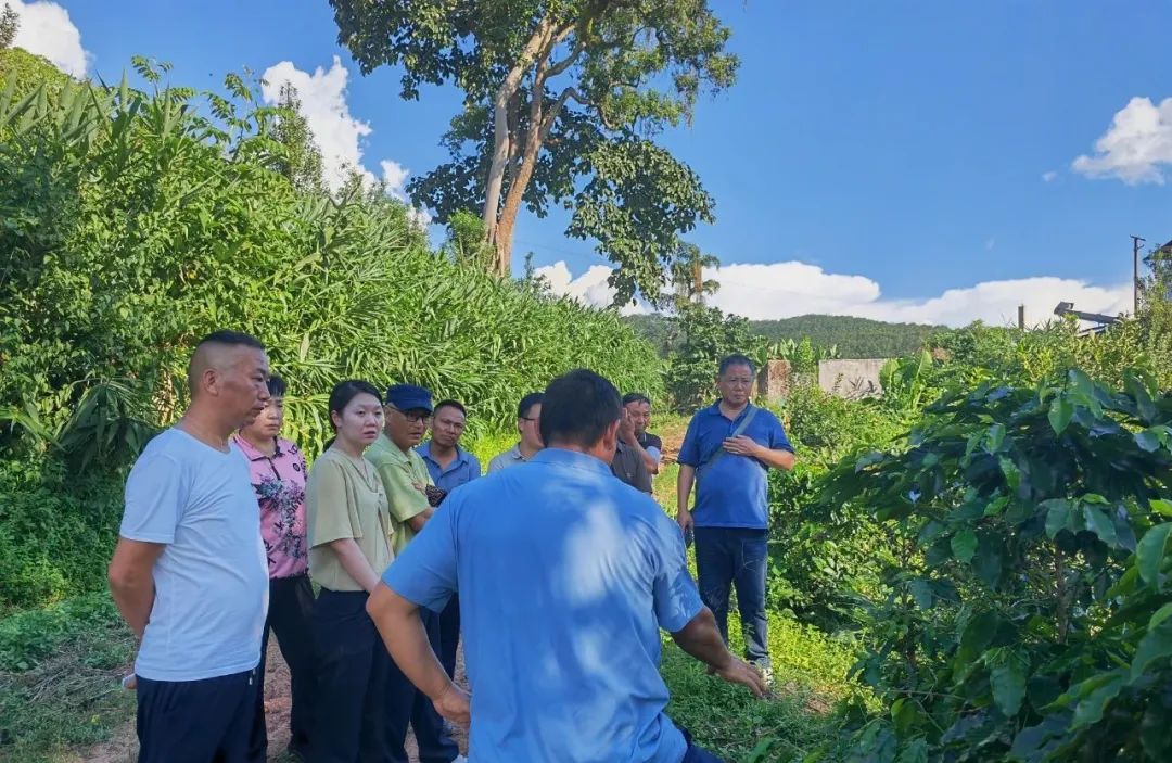 云南省咖啡产业专家组到镇康调研