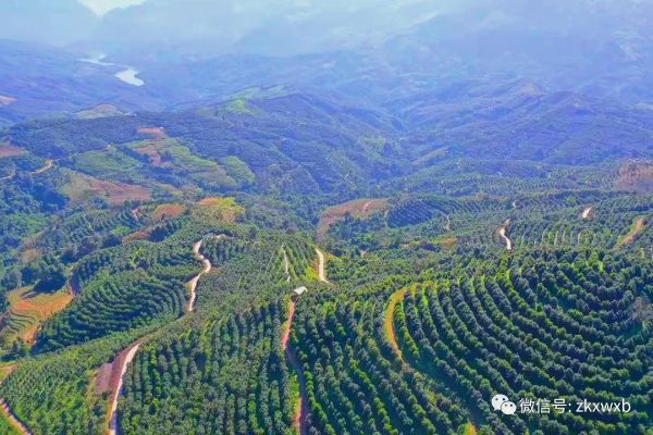 镇康： “双绑”机制撬动“小坚果”成“大产业”