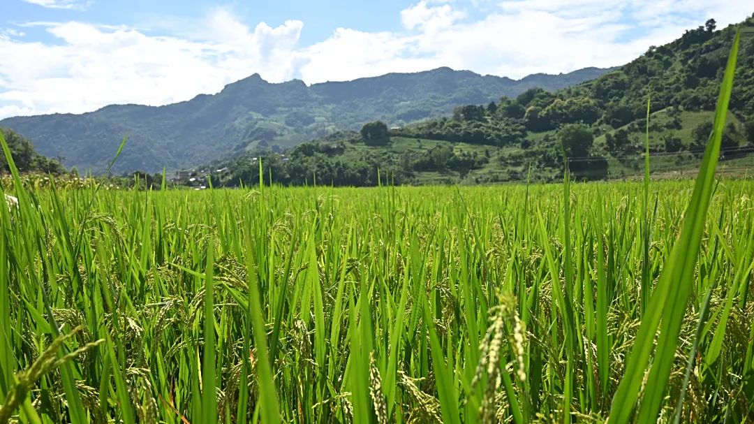 1755594140868067651.jpg 6e30bb52cd55ede1b4b5c08b46c11657.jpg