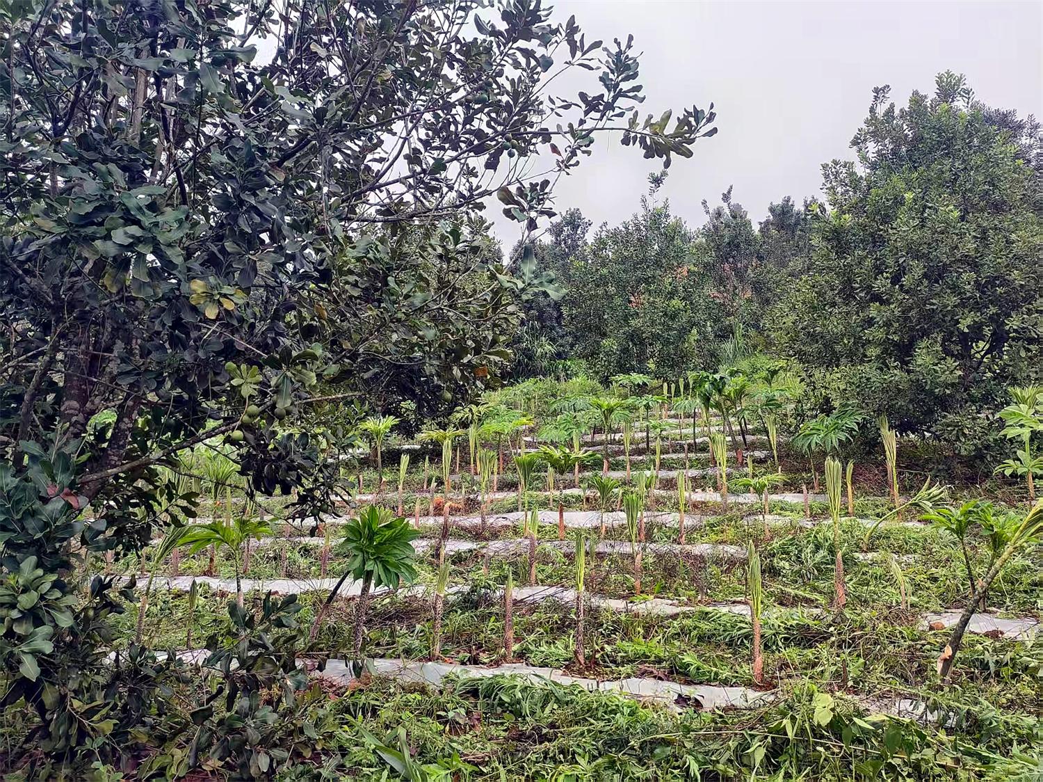 图为林下种植新图景.jpg